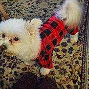 Reign is registered to the contest to win money with this photo: checkered_pattern, cozy, curious, cute, dog, domestic, feet, floor, fur, home, indoor, living_room, looking_up, patterned_rug, pet_clothing, red_sweater, rug, slippers, small_dog, white_dog