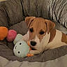 puppy, dog, plush_toy, soft_toy, dog_bed, striped, brown_and_white, cute, pet, animal, resting, indoors, cozy, toy, colorful, relaxed, young_dog, small_dog, snuggle, sleepy