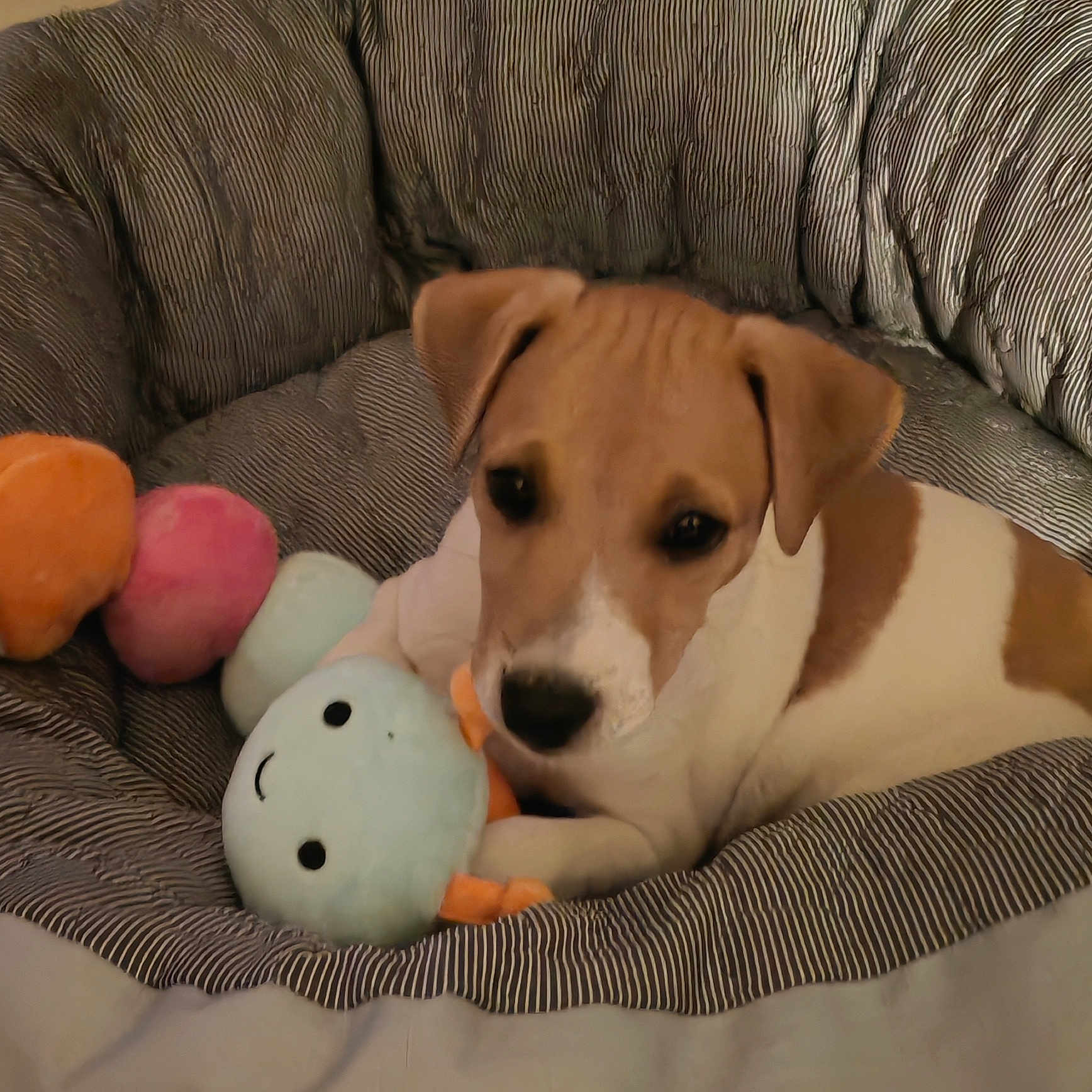 Bueno a rejoint le concours — aidez-le/la à gagner de superbes lots ! puppy, dog, plush_toy, soft_toy, dog_bed, striped, brown_and_white, cute, pet, animal, resting, indoors, cozy, toy, colorful, relaxed, young_dog, small_dog, snuggle, sleepy