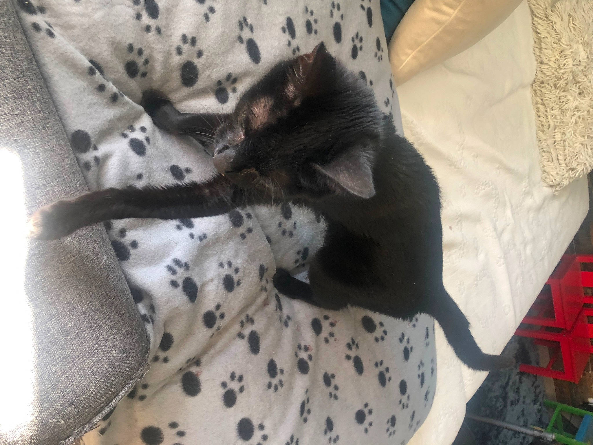 Rutabaga participe au concours pour gagner de l'argent avec cette photo : canidae, carnivore, cat, comfort, companion_dog, dog_breed, domestic_short_haired_cat, fawn, felidae, fur, grey, linens, pattern, paw, small_to_medium_sized_cats, sporting_group, tail, terrestrial_animal, vertebrate, whiskers