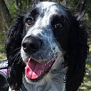 Captain Jack is registered to the contest to win money with this photo: animal, black_and_white, canine, close_up, collar, daylight, dog, ears, face, fur, greenery, happy, harness, nature, outdoor, pet, portrait, tongue, tongue_out, whiskers