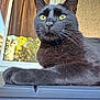 black_cat, cat, feline, animal, pet, whiskers, outdoor, window, reflection, yellow_eyes, fur, paw, closeup, portrait, ledges, sunlight, building, nature, relaxed, domestic_cat