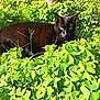 Minidoux participe au concours pour gagner de l'argent avec cette photo : black_cat, cat, greenery, clover, outdoor, nature, sunlight, animal, pet, relaxing, leaf, plant, feline, wildlife, summer, daylight, grass, closeup, resting, bright