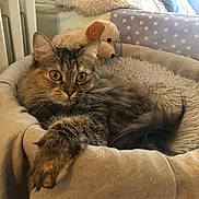 Scarlett participe au concours pour gagner de l'argent avec cette photo : cat, tabby, pet_bed, plush_toy, dog_toy, blanket, cushion, fur, paw, cozy, indoor, relaxed, feline, soft, resting, cute, animal, bedroom, home, comfort