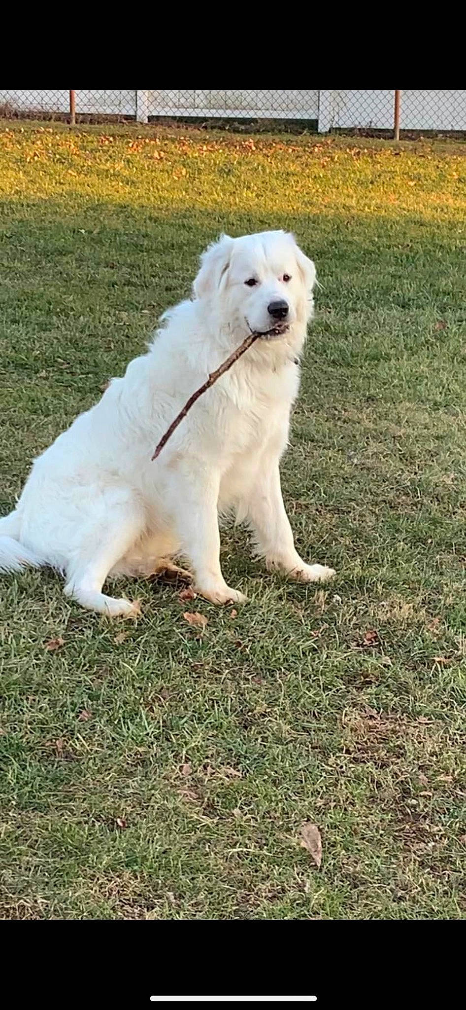 Obi joined the competition — help win amazing prizes! canidae, carnivore, companion_dog, dog, dog_breed, fur, giant_dog_breed, grass, great_pyrenees, herding_dog, kuvasz, non_sporting_group, plant, polish_tatra_sheepdog, snout, sporting_group, tail, terrestrial_animal, working_animal, working_dog