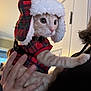 cat, pet, indoor, plaid, winter_clothing, hat, fur, orange_tabby, hand, human, curious, cozy, cute, animal, portrait, costume, warm, feline, domestic_cat, apparel