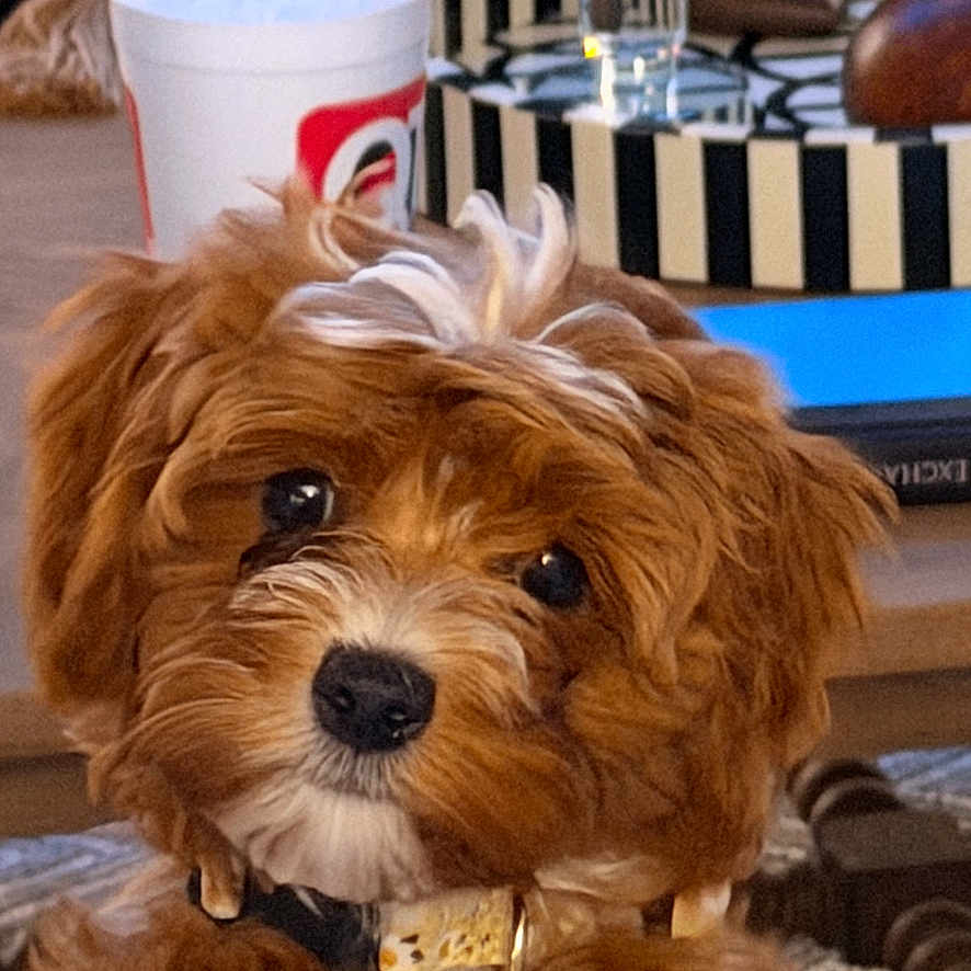 Rosie