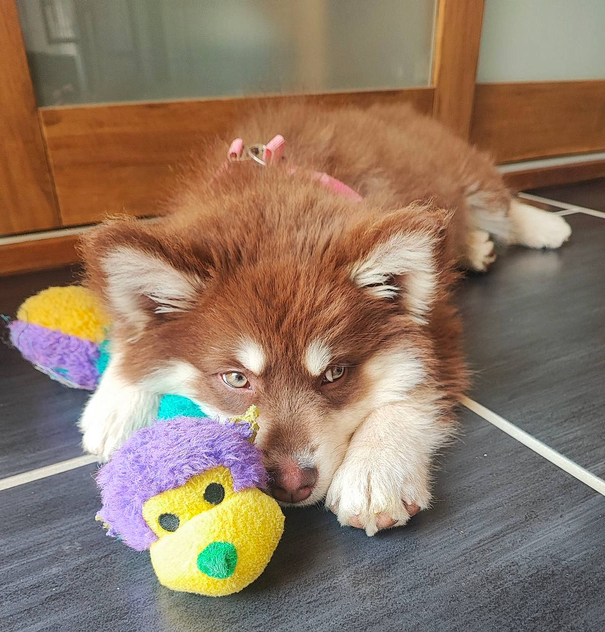 Lumi participe au concours pour gagner de l'argent avec cette photo : cabinetry, canidae, carnivore, companion_dog, dog, dog_breed, dog_supply, fawn, flooring, fur, hardwood, snout, spitz, sporting_group, terrestrial_animal, toy_dog, volpino_italiano, whiskers, wood, working_animal