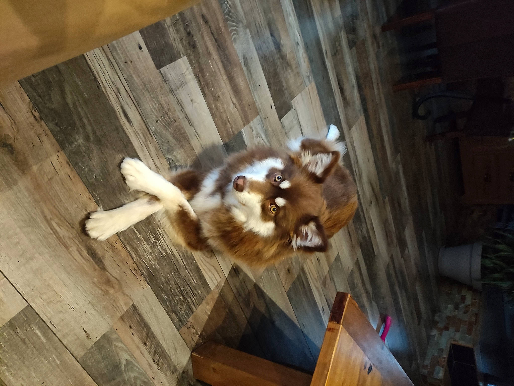 Lumi a rejoint le concours — aidez-le/la à gagner de superbes lots ! art, canidae, carnivore, companion_dog, dog_breed, fawn, felidae, flooring, fur, hardwood, metal, natural_material, plank, snout, sporting_group, tail, terrestrial_animal, wood, wood_flooring, wood_stain