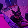 Max is registered to the contest to win money with this photo: dog, german_shepherd, floor, purple_lighting, indoor, crate, pet_bed, wall, outlet, person_leg, sock, shorts, wood_floor, looking_up, pet_accessories, relaxed, animal, canine, pet, room