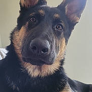 Max joined the competition — help win amazing prizes! alert, animal, black, brown, canine, closeup, companion, cute, dog, domestic_animal, ears, friendly, fur, german_shepherd, indoor, looking, mammal, pet, portrait, resting