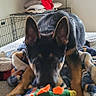 Max is registered to the contest to win money with this photo: animal, bed, blanket, clothing, colorful, cozy, crate, cute, dog_toy, focused, furniture, german_shepherd, home, indoor, pet, pillow, playing, puppy, resting, television