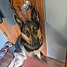 Max is registered to the contest to win money with this photo: dog, german_shepherd, pet, indoor, wooden_door, floor, ears, fur, animal, canine, looking_up, brown, black, tan, curious, sitting, door_handle, wall, leash, finger