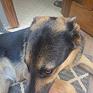 Max is registered to the contest to win money with this photo: dog, german_shepherd, pet, indoor, close_up, fur, brown, black, animal, resting, carpet, wooden_door, leg, floor, detail, expression, companion, domestic_animal, cute, relaxed