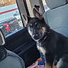 Max joined the competition — help win amazing prizes! animal, blanket, canine, car_interior, collar, curious, daylight, dog, german_shepherd, indoor, leash, parked_car, pet, puppy, seat, sitting, transportation, vehicle, window, young_dog