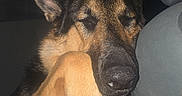 Max is registered to the contest to win money with this photo: dog, german_shepherd, sleeping, paw, car_interior, seat, resting, closed_eyes, animal, pet, canine, fur, black_and_tan, snout, ear, night, indoors, cozy, relaxed, transportation