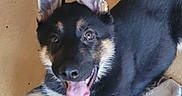 Max is registered to the contest to win money with this photo: animal, blanket, canine, companion, cute, dog, domestic, ears, fur, german_shepherd, happy, indoors, lying_down, mammal, pet, playful, puppy, smiling, tongue_out, young