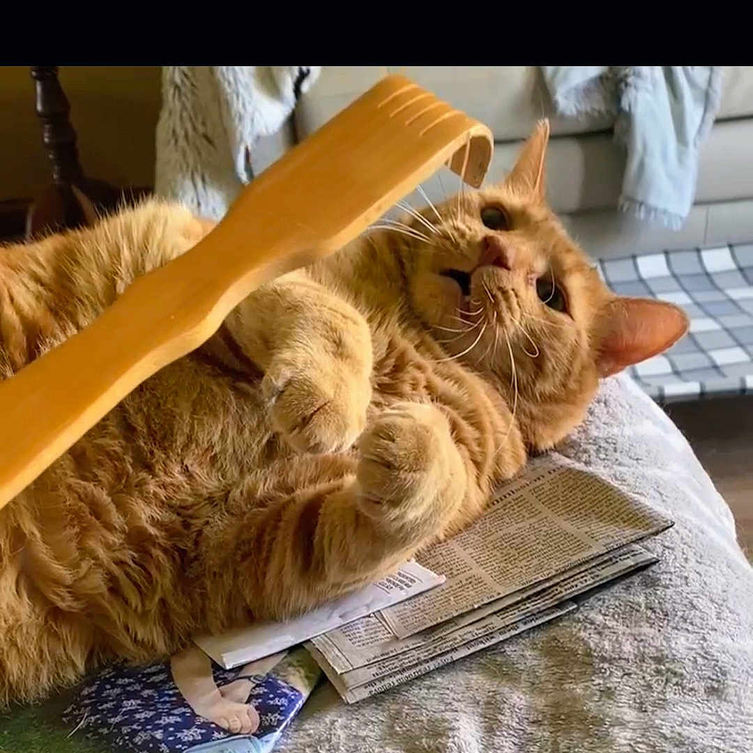 Ollie
