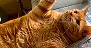 Ollie is registered to the contest to win money with this photo: cat, chair, close_up, couch, curious, domestic_animal, feline, fur, home, indoor, lounging, mammal, newspaper, orange_tabby, paws, pet, relaxed, stretching, table, whiskers