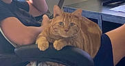 Ollie is registered to the contest to win money with this photo: cat, person, chair, armrest, desk, monitor, stuffed_animal, casual_clothing, indoor, relaxing, ginger_cat, furniture, blanket, computer, home, pet, resting, comfort, animal, leisure