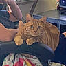 cat, person, chair, armrest, desk, monitor, stuffed_animal, casual_clothing, indoor, relaxing, ginger_cat, furniture, blanket, computer, home, pet, resting, comfort, animal, leisure
