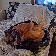 Ollie joined the competition — help win amazing prizes! cat, orange_tabby, backpack, bed, pillow, blanket, indoor, curtain, window, feline, resting, fur, comfortable, looking, patterned, domestic, pet, cozy, sleeping_area, home