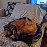 cat, orange_tabby, backpack, bed, pillow, blanket, indoor, curtain, window, feline, resting, fur, comfortable, looking, patterned, domestic, pet, cozy, sleeping_area, home
