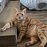 cat, orange_tabby, wooden_floor, cat_tunnel, relaxed, curious_cat, indoor, pet, feline, paw, stretching, fur, whiskers, ears, nose, eyes, home, step, two_cats, animal
