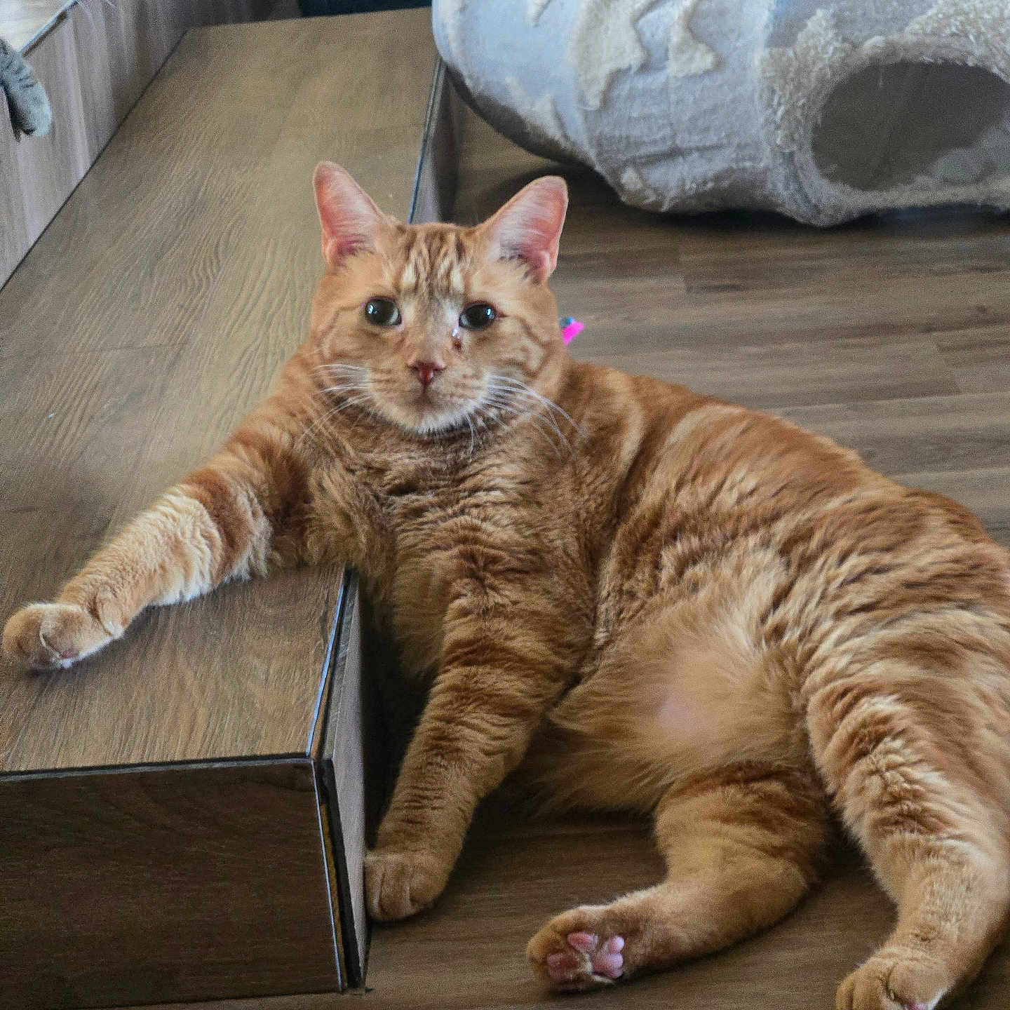 Ollie is registered to the contest to win money with this photo: cat, orange_tabby, wooden_floor, cat_tunnel, relaxed, curious_cat, indoor, pet, feline, paw, stretching, fur, whiskers, ears, nose, eyes, home, step, two_cats, animal