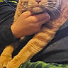 Ollie is registered to the contest to win money with this photo: cat, child, smiling, headset, orange_tabby, hand, blanket, green, leopard_print, indoor, computer_screen, furniture, portrait, relaxed, happy, person, cuddle, pet, cozy, casual
