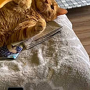 Ollie joined the competition — help win amazing prizes! blanket, book, cat, couch, cozy, floor, furniture, indoor, living_room, mirror_effect, orange_tabby, papers, pet, pet_bed, phone, phone_screen, reflection, relaxing, tabby_cat, wood_floor