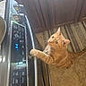 animal, appliance, cabinet, cat, curious, domestic_cat, floor_mat, home, indoor, kitchen, looking_up, orange_fur, orange_tabby, oven, paws, pet, stainless_steel, standing, tile_floor, whiskers