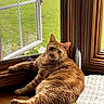 animal, cat, cozy, curious, cushion, daylight, feline, fur, green_lawn, home, indoor, open_window, orange_tabby, pet, relaxed, resting, whiskers, window, windowsill, wooden_trim