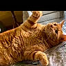 animal, cat, closeup, cozy, cute, domestic_animal, feline, fur, home, indoor, mammal, newspaper, orange_tabby, paw, pet, playful, relaxed, resting, table, whiskers