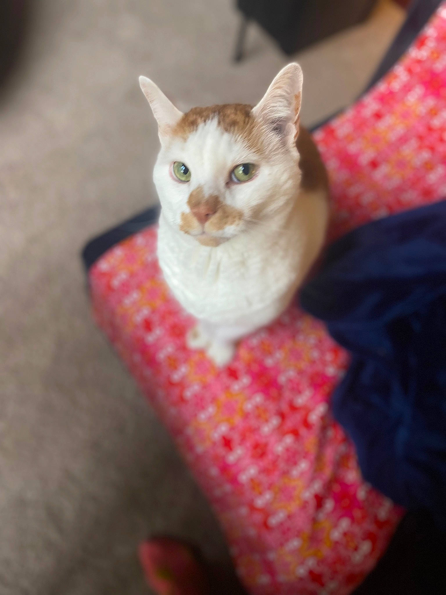 Castiel is registered to the contest to win money with this photo: carnivore, cat, cat_supply, ceramic, collar, craft, creative_arts, domestic_short_haired_cat, earthenware, fawn, felidae, fur, pattern, pet_supply, serveware, small_to_medium_sized_cats, snout, whiskers