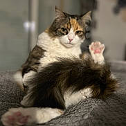 Wendy a rejoint le concours — aidez-le/la à gagner de superbes lots ! cat, fluffy, paw, relaxed, indoor, blanket, fur, pet, mammal, whiskers, pink_paw_pads, resting, cute, animal, domestic_cat, feline, soft, cozy, closeup, blurred_background