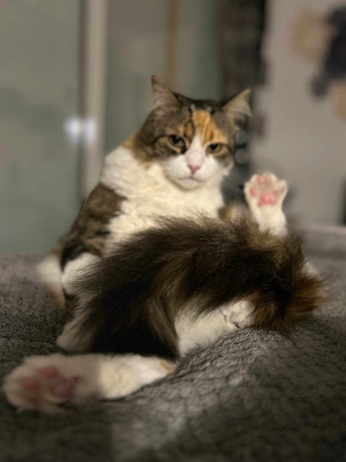 Wendy a rejoint le concours — aidez-le/la à gagner de superbes lots ! cat, fluffy, paw, relaxed, indoor, blanket, fur, pet, mammal, whiskers, pink_paw_pads, resting, cute, animal, domestic_cat, feline, soft, cozy, closeup, blurred_background