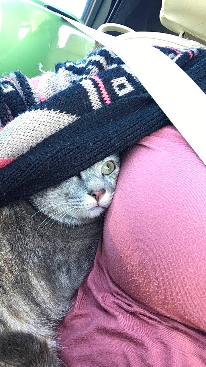 Iradessa joined the competition — help win amazing prizes! cap, carnivore, cat, close_up, comfort, denim, felidae, grey, hat, linens, magenta, pattern, pink, purple, sleeve, small_to_medium_sized_cats, sportswear, t_shirt, textile, whiskers