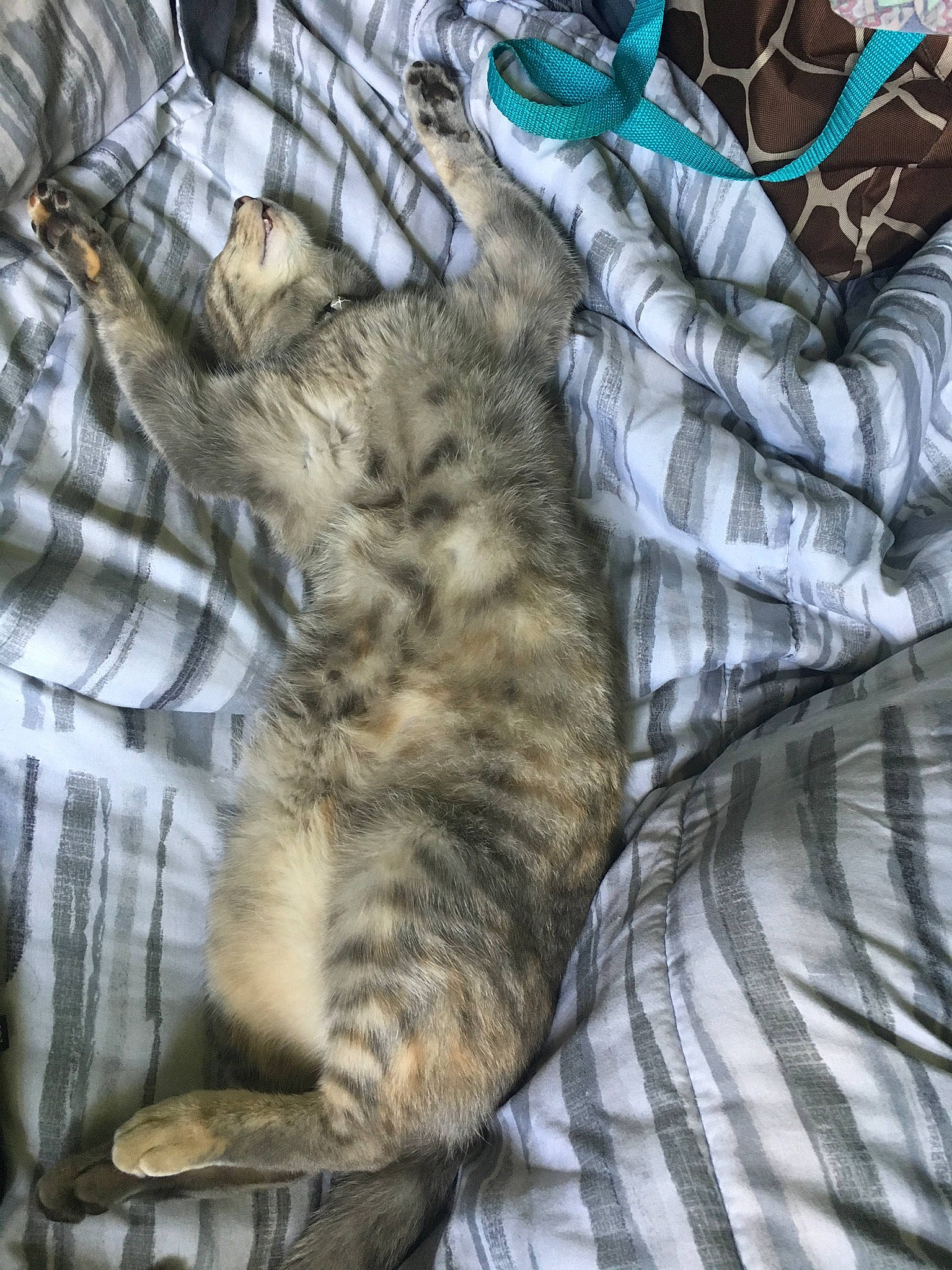 Iradessa is registered to the contest to win money with this photo: art, carnivore, cat, claw, comfort, domestic_short_haired_cat, felidae, fur, grey, linens, nap, pattern, paw, plaid, sleep, small_to_medium_sized_cats, snout, tail, whiskers
