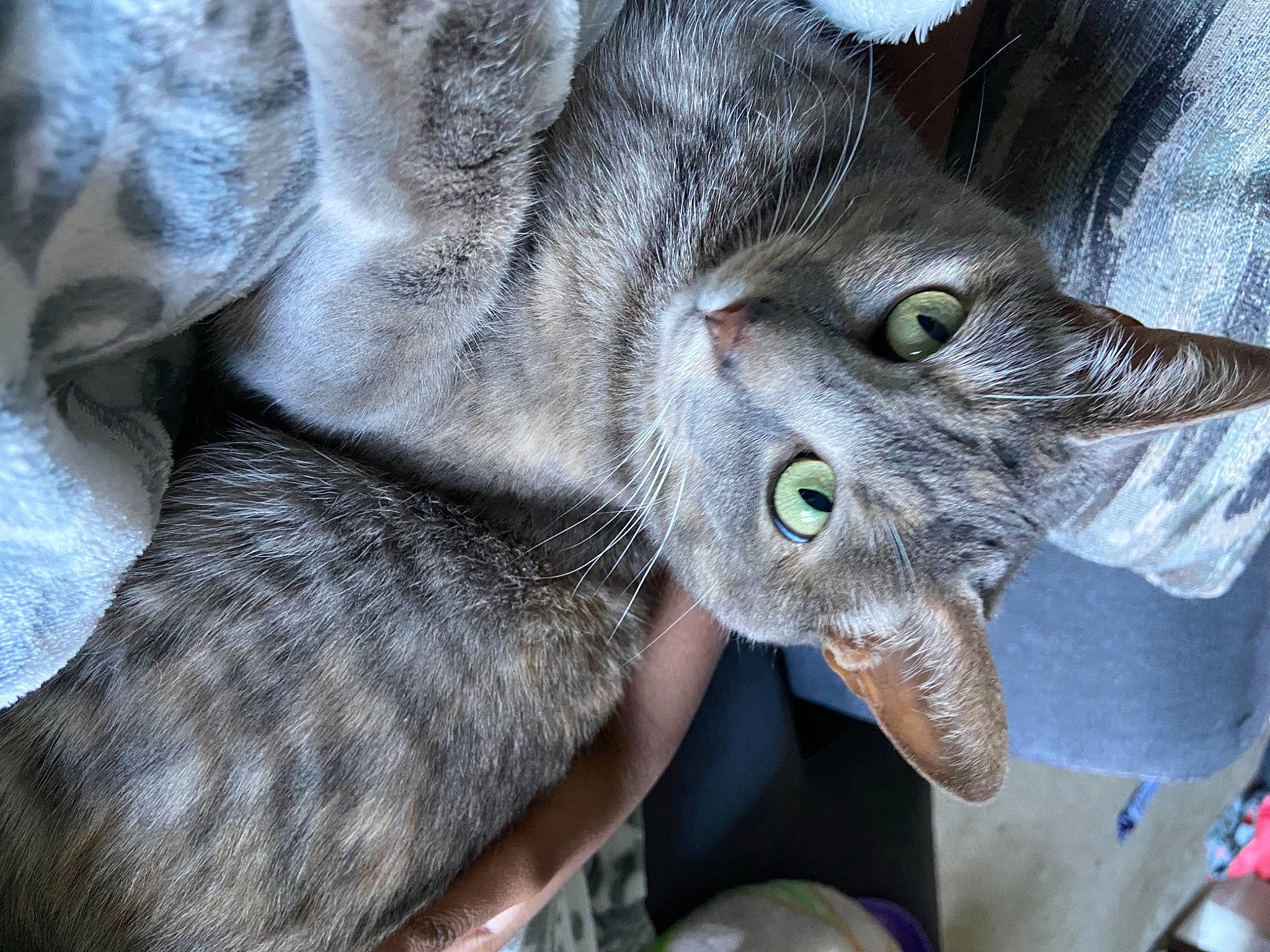 Iradessa is registered to the contest to win money with this photo: carnivore, cat, chartreux, claw, close_up, domestic_short_haired_cat, ear, felidae, fur, grey, mammal, plant, small_to_medium_sized_cats, snout, vertebrate, whiskers