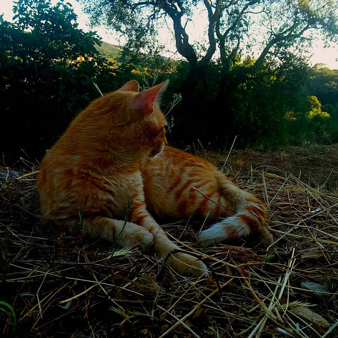 Tonny participe au concours pour gagner de l'argent avec cette photo : carnivore, cat, domestic_short_haired_cat, european_shorthair, eye, felidae, fur, grass, grass_family, leaf, nose, photography, plant, sky, small_to_medium_sized_cats, sunlight, tabby_cat, tail, tree, whiskers