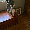 animal, cat, cozy, curious, curtain, domestic, floor, framed_picture, furniture, home_interior, indoor, looking_up, natural_light, pet, standing, tabby_cat, white_paws, window, wooden_chest, wooden_floor