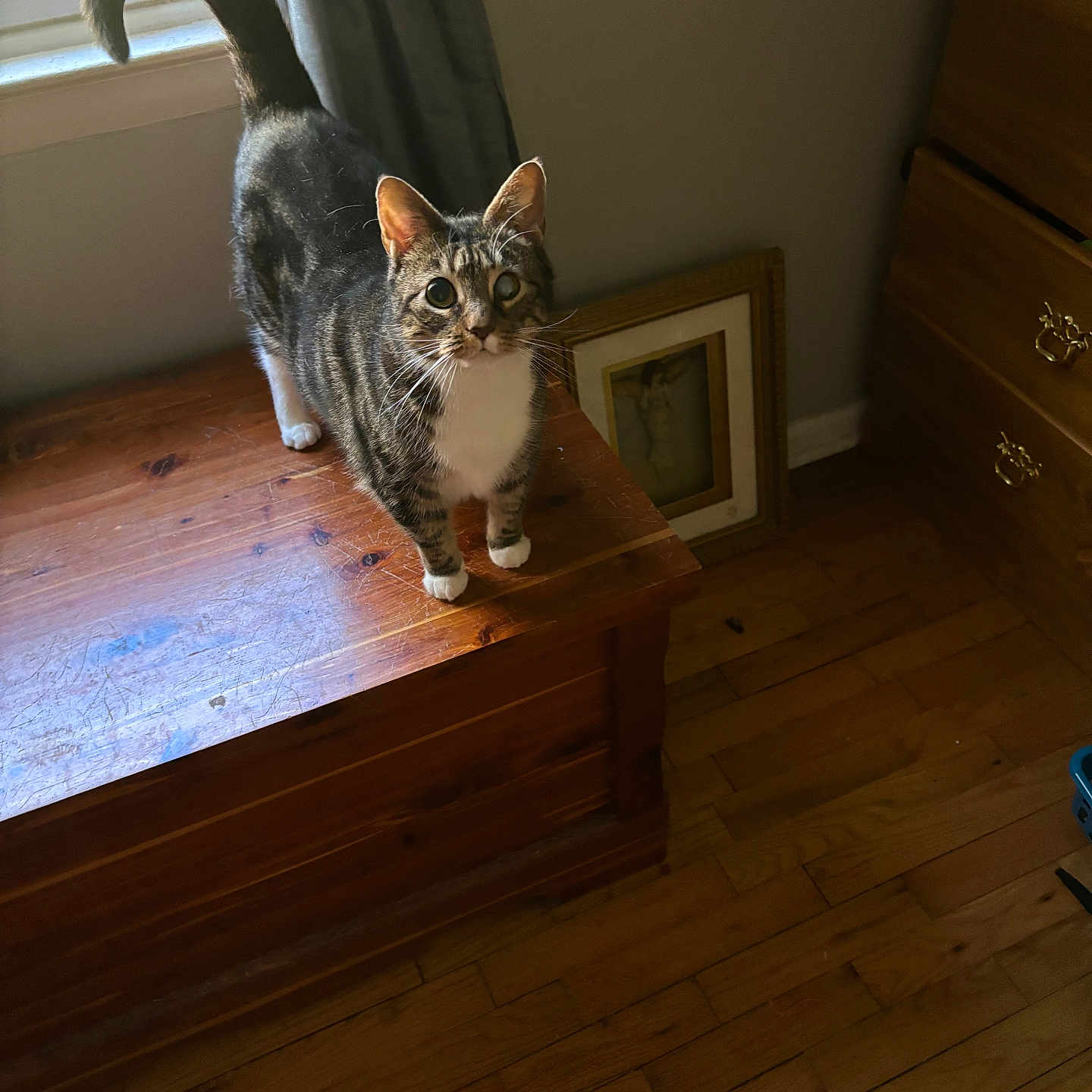 Miss Kitty joined the competition — help win amazing prizes! animal, cat, cozy, curious, curtain, domestic, floor, framed_picture, furniture, home_interior, indoor, looking_up, natural_light, pet, standing, tabby_cat, white_paws, window, wooden_chest, wooden_floor