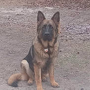 Tank is registered to the contest to win money with this photo: dog, german_shepherd, animal, pet, outdoor, sitting, fur, ears, alert, nature, ground, leaves, brown, black, canine, mammal, companion, portrait, quiet, watchful