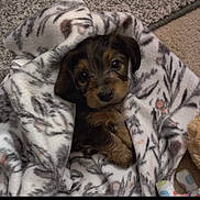 Maggie Mae joined the competition — help win amazing prizes! puppy, dog, blanket, cozy, cute, pet, fur, brown, black, small, snuggled, carpet, indoors, animal, adorable, looking_up, soft, wrapped, face, ears