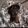 puppy, dog, blanket, cozy, cute, pet, fur, brown, black, small, snuggled, carpet, indoors, animal, adorable, looking_up, soft, wrapped, face, ears
