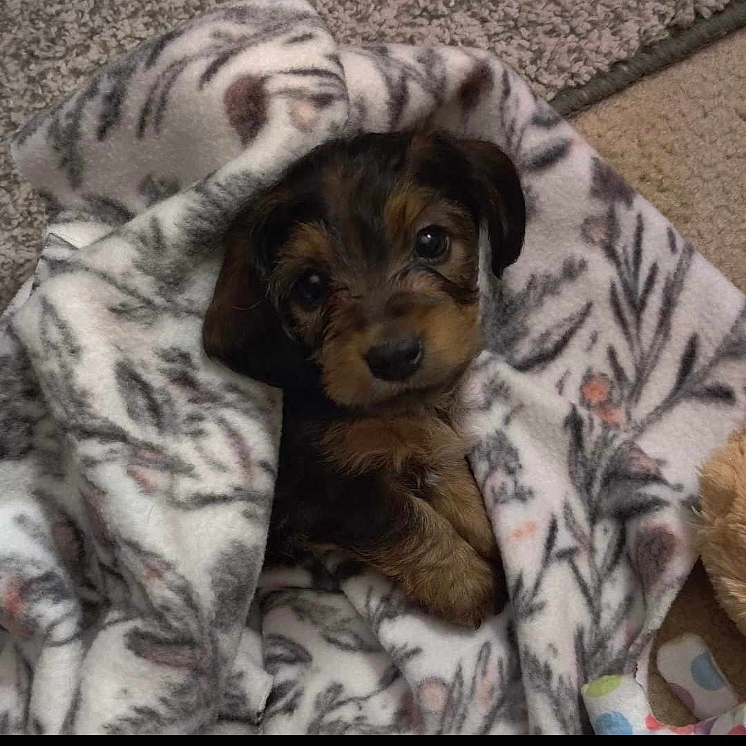 Maggie Mae joined the competition — help win amazing prizes! puppy, dog, blanket, cozy, cute, pet, fur, brown, black, small, snuggled, carpet, indoors, animal, adorable, looking_up, soft, wrapped, face, ears