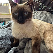Lainey joined the competition — help win amazing prizes! air_conditioner, animal, blanket, blue_eyes, cat, cozy, feline, fur, gray_blanket, home, indoor, moon_face, pet, purple_curtain, relaxed, siamese_cat, soft_texture, tapestry, whiskers, window