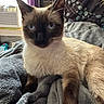 air_conditioner, animal, blanket, blue_eyes, cat, cozy, feline, fur, gray_blanket, home, indoor, moon_face, pet, purple_curtain, relaxed, siamese_cat, soft_texture, tapestry, whiskers, window
