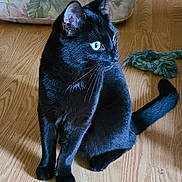 Bentley joined the competition — help win amazing prizes! black_cat, cat, pet, animal, wooden_floor, indoors, furniture, couch, toy, whiskers, ears, tail, flooring, domestic_animal, sitting, alert, fur, mammal, playful, household